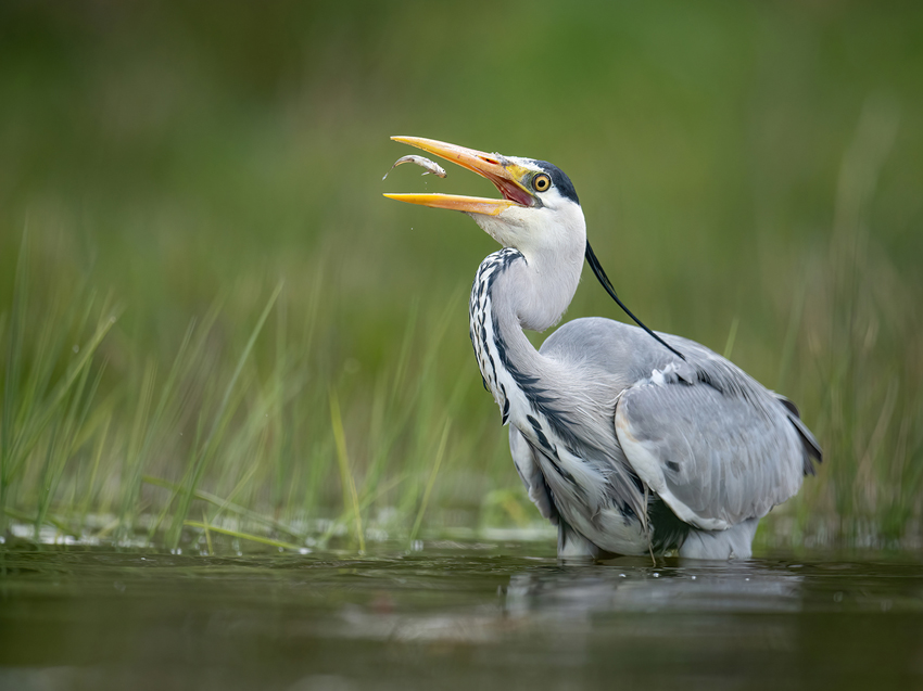 Fotograf: Bjarne Hyldgaard Titel: Grey heron turning fish 4472